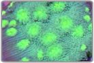 Green Eye Chalice Coral